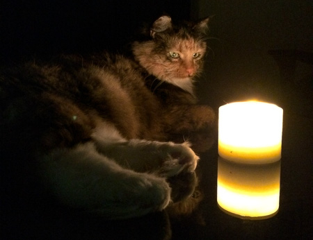 Image of a cat contemplating a candle