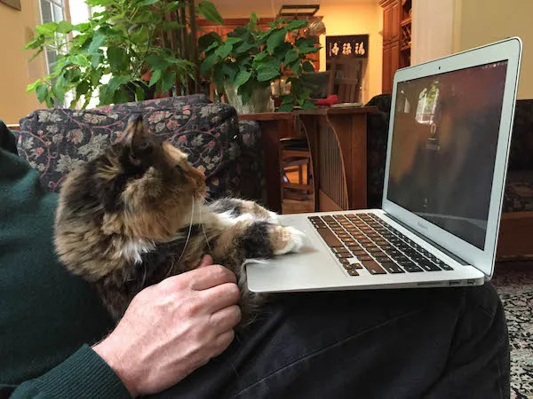 Image of a cat reading a laptop screen