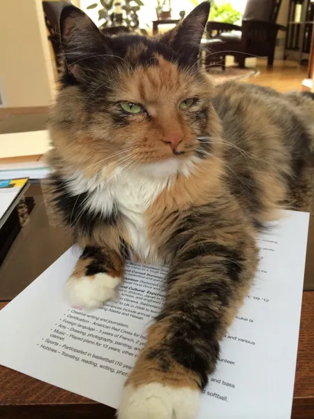 Image of a cat looking at a page of text with a critical expression